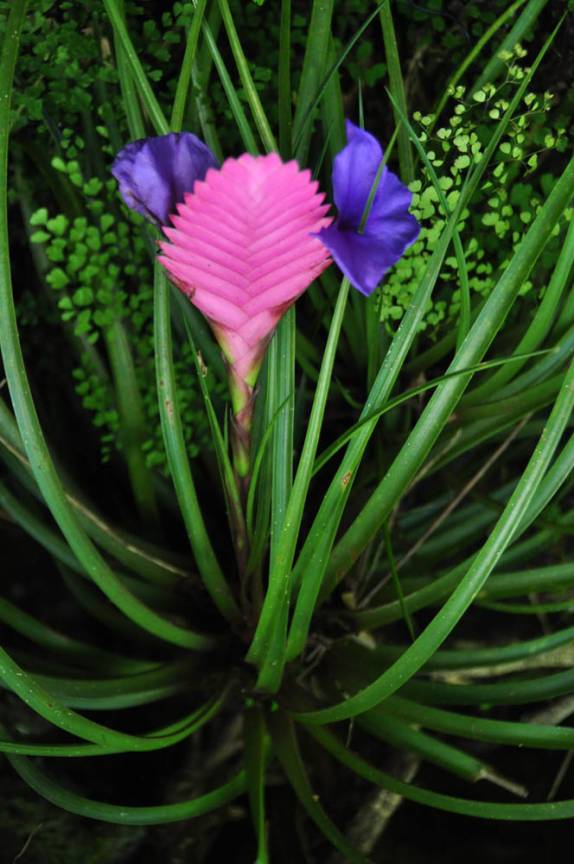 Uma das belíssimas flores no Jardim Botânico de Hilo, em Big Island, no Hawaii